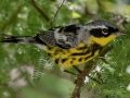 Magnolia Warbler - South Padre Island