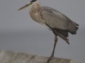 Great Blue Heron - South Padre Island