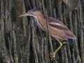 Least Bittern - South Padre Island