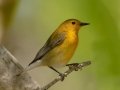 Prothonotary Warbler - South Padre Island