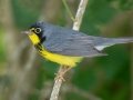 Canada Warbler - South Padre Island