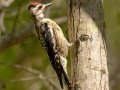 Yellow-bellied Sapsucker