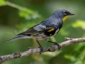 Yellow-rumped (Audubon's)  Warbler