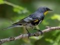 Yellow-rumped (Audubon's)  Warbler