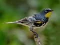 Yellow-rumped (Audubon's)  Warbler