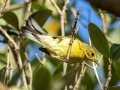 Prairie Warbler female - South Padre Island