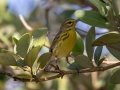 Prairie Warbler female - South Padre Island
