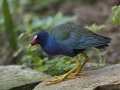 Purple Gallinule - South Padre Island