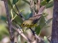 Prairie Warbler female - South Padre Island