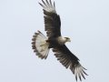 Crested Caracara - Martin Refuge, Penitas
