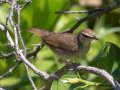 Swainson's Warbler - South Padre Island
