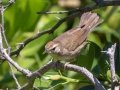 Swainson's Warbler - South Padre Island