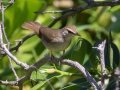 Swainson's Warbler - South Padre Island