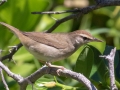Swainson's Warbler - South Padre Island