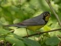Canada Warbler - South Padre Island