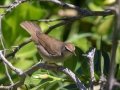 Swainson's Warbler - South Padre Island