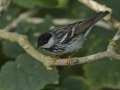 Blackpoll Warbler - South Padre Island
