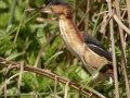 Least Bittern - South Padre Island