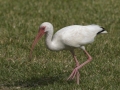 White Ibis - South Padre Island