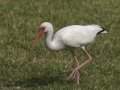 White Ibis - South Padre Island