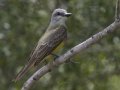 Couch's Kingbird - South Padre Island