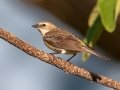 Yellow-rumped Warbler (Myrtle)