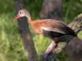 Black-bellied Whistling-Duck - Resaca de la Palma State Park, Brownsville