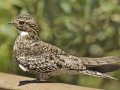 Lesser NIghthawk - South Padre Island