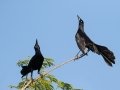 Great-tailed Grackles - South Padre Island