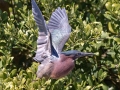 Green Heron - South Padre Island
