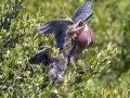 Green Heron with a begging juvenile - South Padre Island