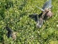 Green Herons - South Padre Island