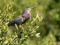 Green Heron - South Padre Island