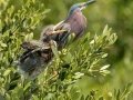 Green Herons - South Padre Island