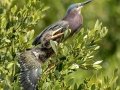 Green Herons - South Padre Island
