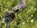 Green Herons - South Padre Island