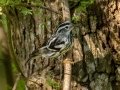 Black-and-white Warbler - South Padre Island