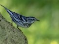 Black-and-white Warbler - South Padre Island