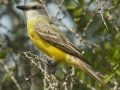 Western Kingbird - South Padre Island