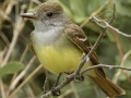 Great Crested Flycatcher - South Padre Island