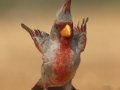 Pyrrhuloxia - Santa Clara Ranch, McCook