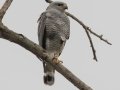 Gray Hawk - Bentsen-Rio Grande Val. SP WBC (Mission) (LTC 069), Hidalgo, Texas, Jan 23, 2023
