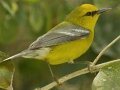 Blue-winged Warbler - South Padre Island