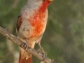 Pyrrhuloxia - Santa Clara Ranch, McCook
