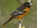 Baltimore Oriole - South Padre Island