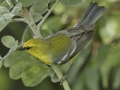 Blue-winged Warbler - South Padre Island
