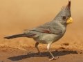 Pyrrhuloxia - Santa Clara Ranch, McCook