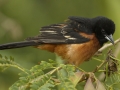 Orchard Oriole - South Padre Island