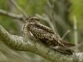 Lesser NIghthawk - South Padre Island