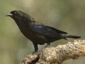 Bronzed Cowbird - Santa Clara Ranch, McCook